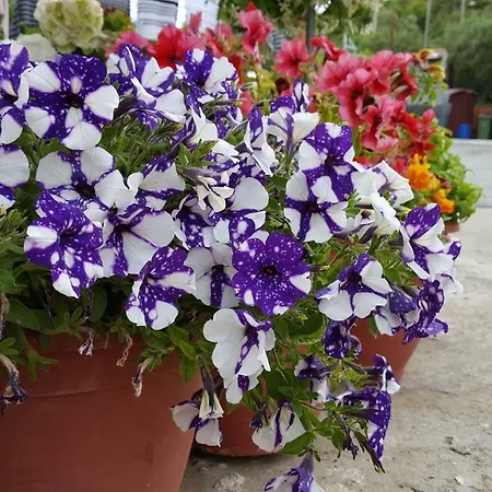 & Campingplatz Ouranoupoli