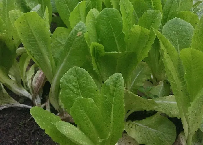 & * 欧拉努波利斯