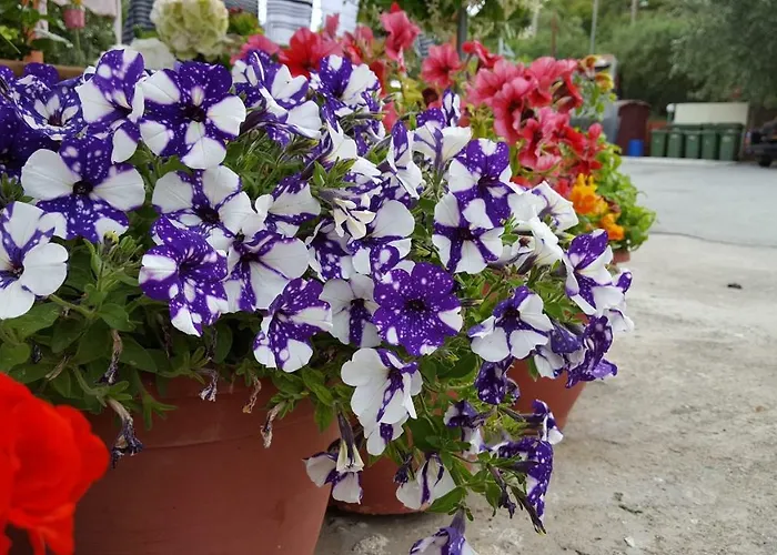 & 营地 欧拉努波利斯